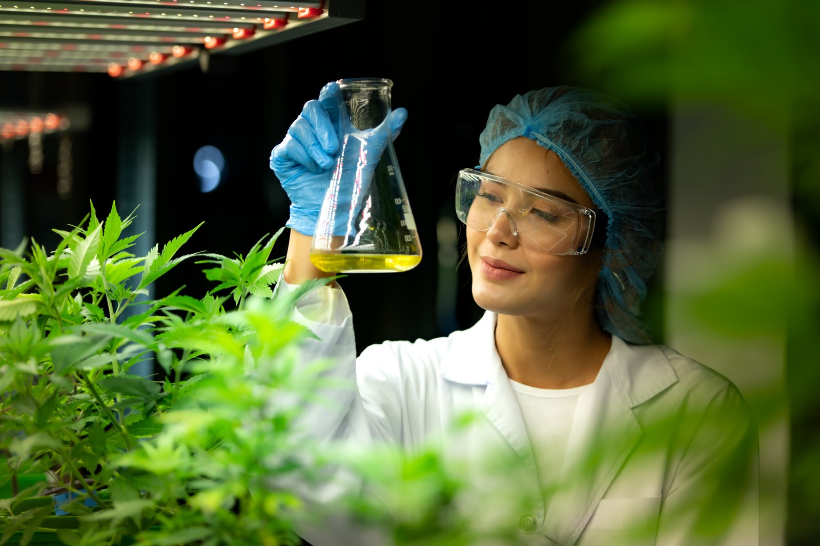 Scientist at cannabis farm with extracted cannabis oil Among the cannabis plants growing beautiful leaves in the plant